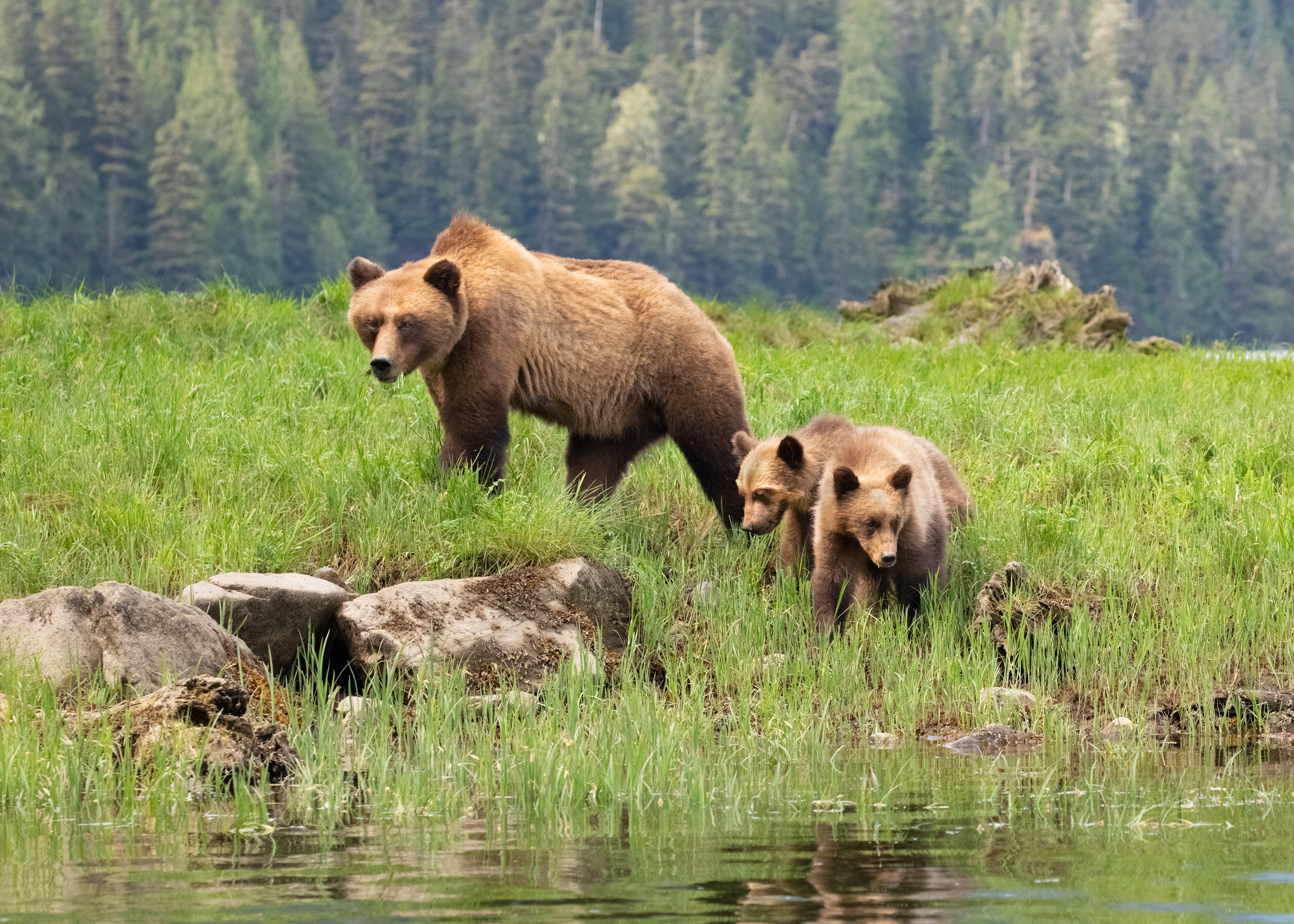 A grizzly bear and two bear cubs walk through green grass next to a stream