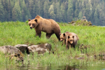A grizzly bear and two cubs walk through the grass next to a river