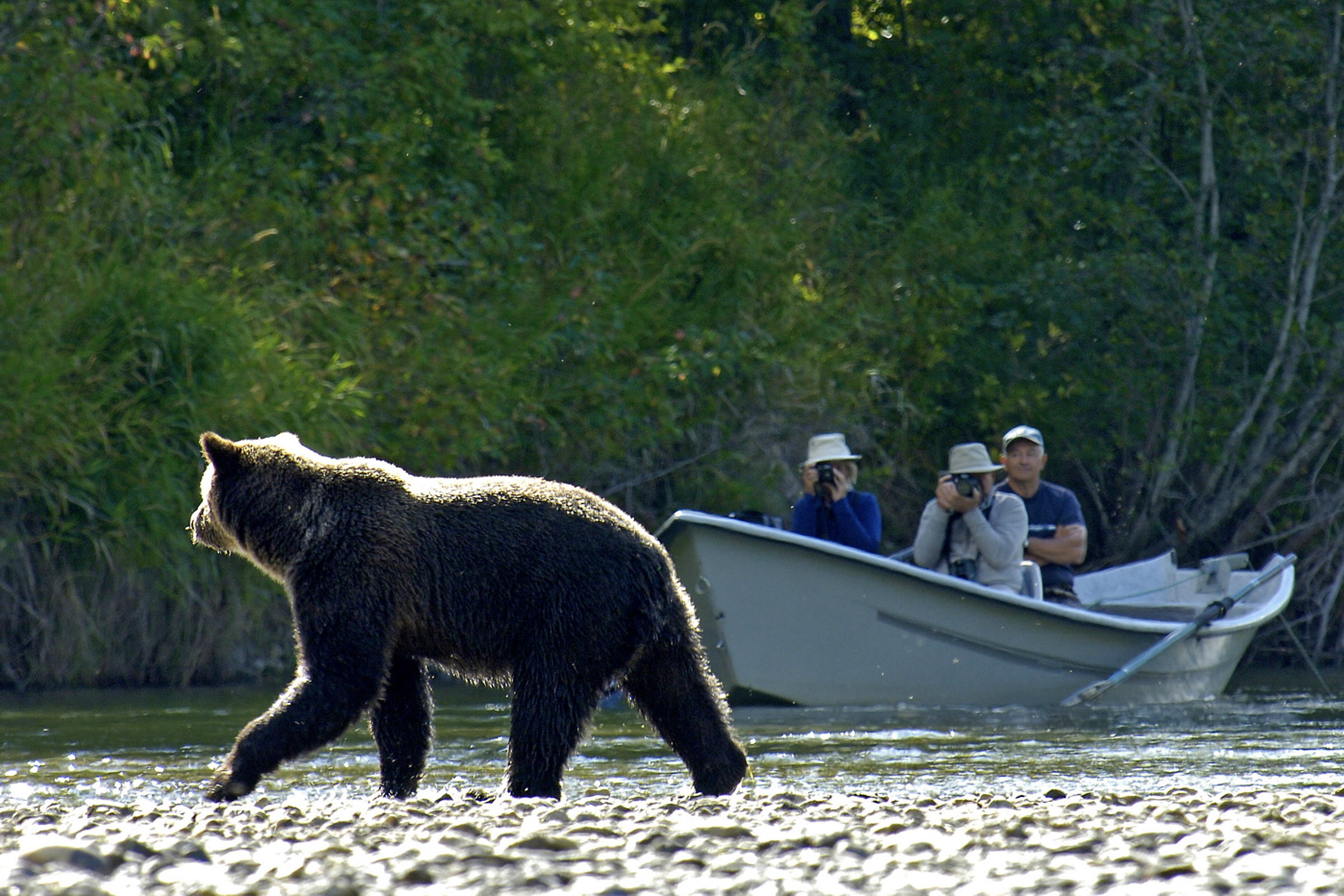 A bear walks past three photographers that are sitting in a boat