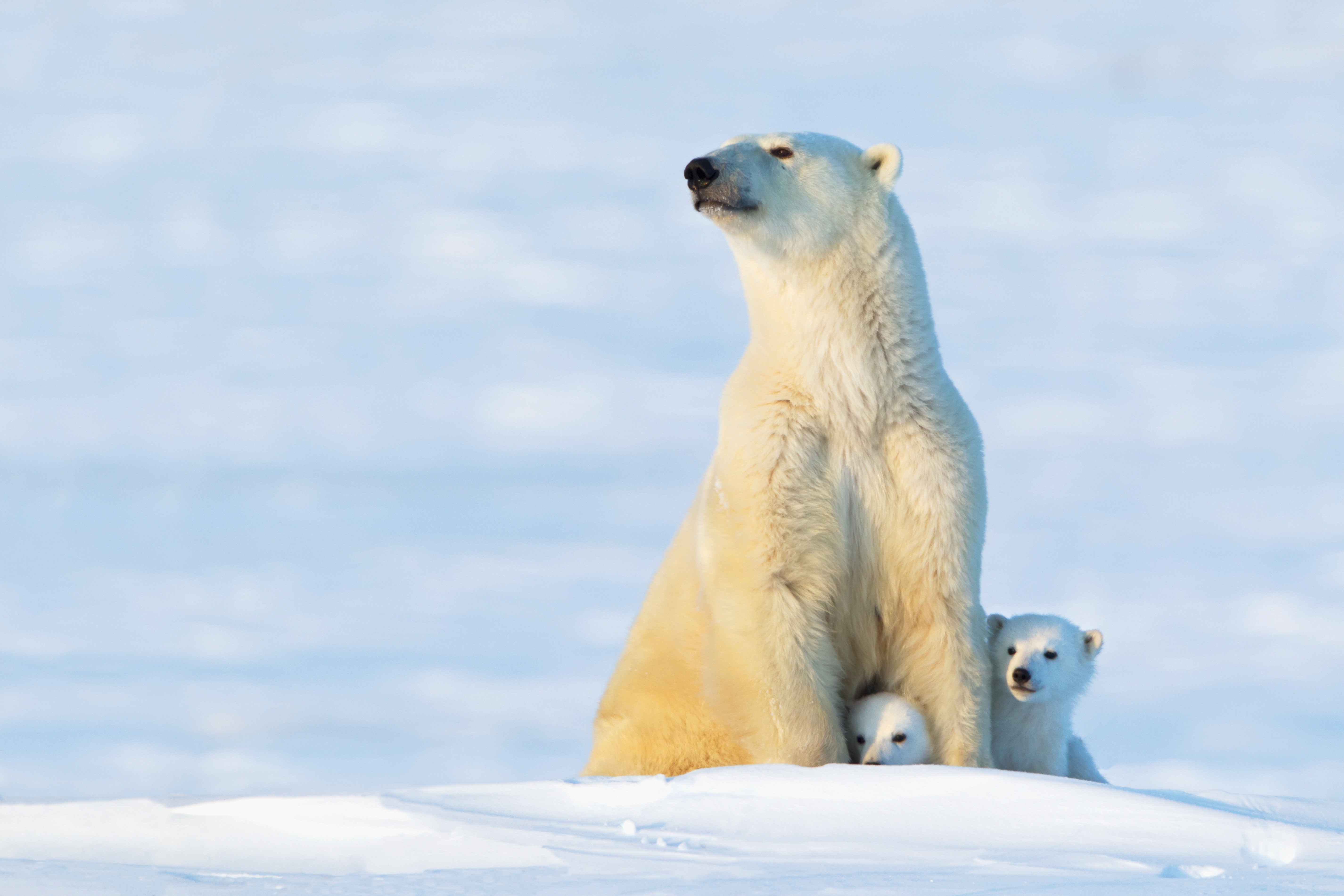 A polar bear mother sits with two cubs hiding between her legs