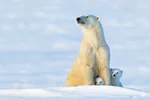 A polar bear mother sits with two cubs hiding between her legs