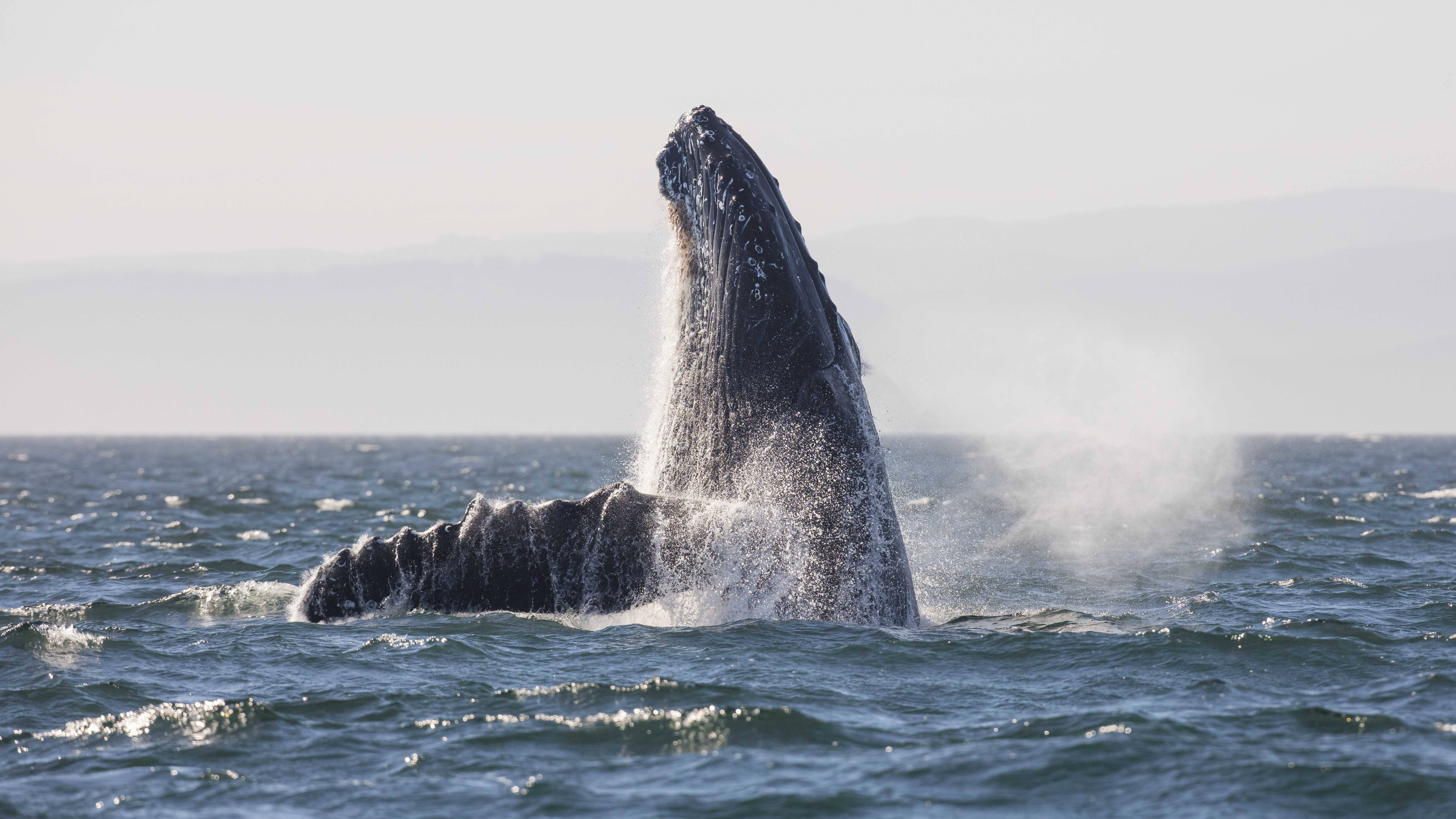 Humpback Whale sprays water as it emerges out of water in British Columbia