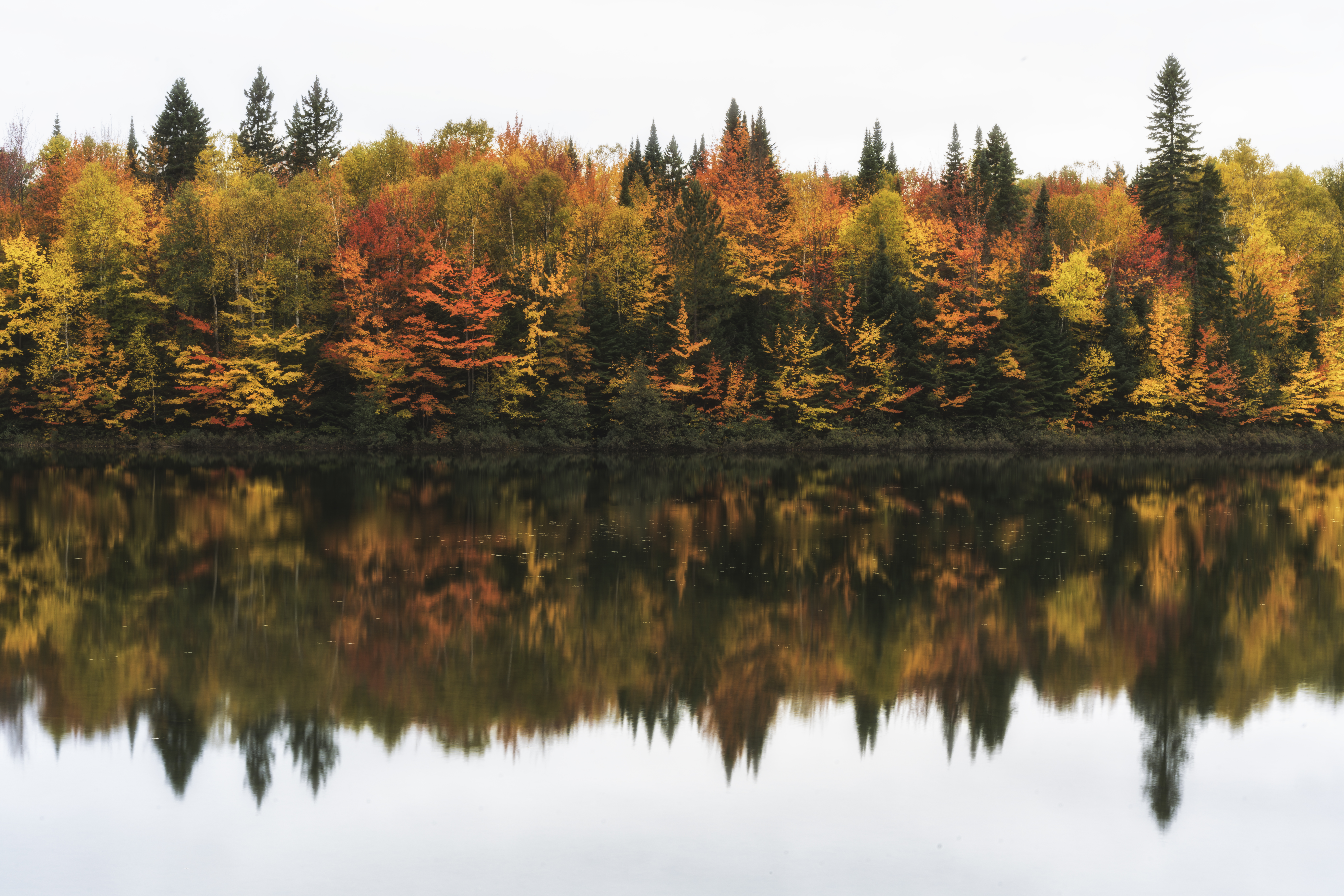 Colorful trees behind lake in autumn