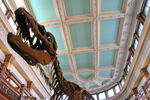 Dinosaur skeleton at Redpath Museum, McGill University