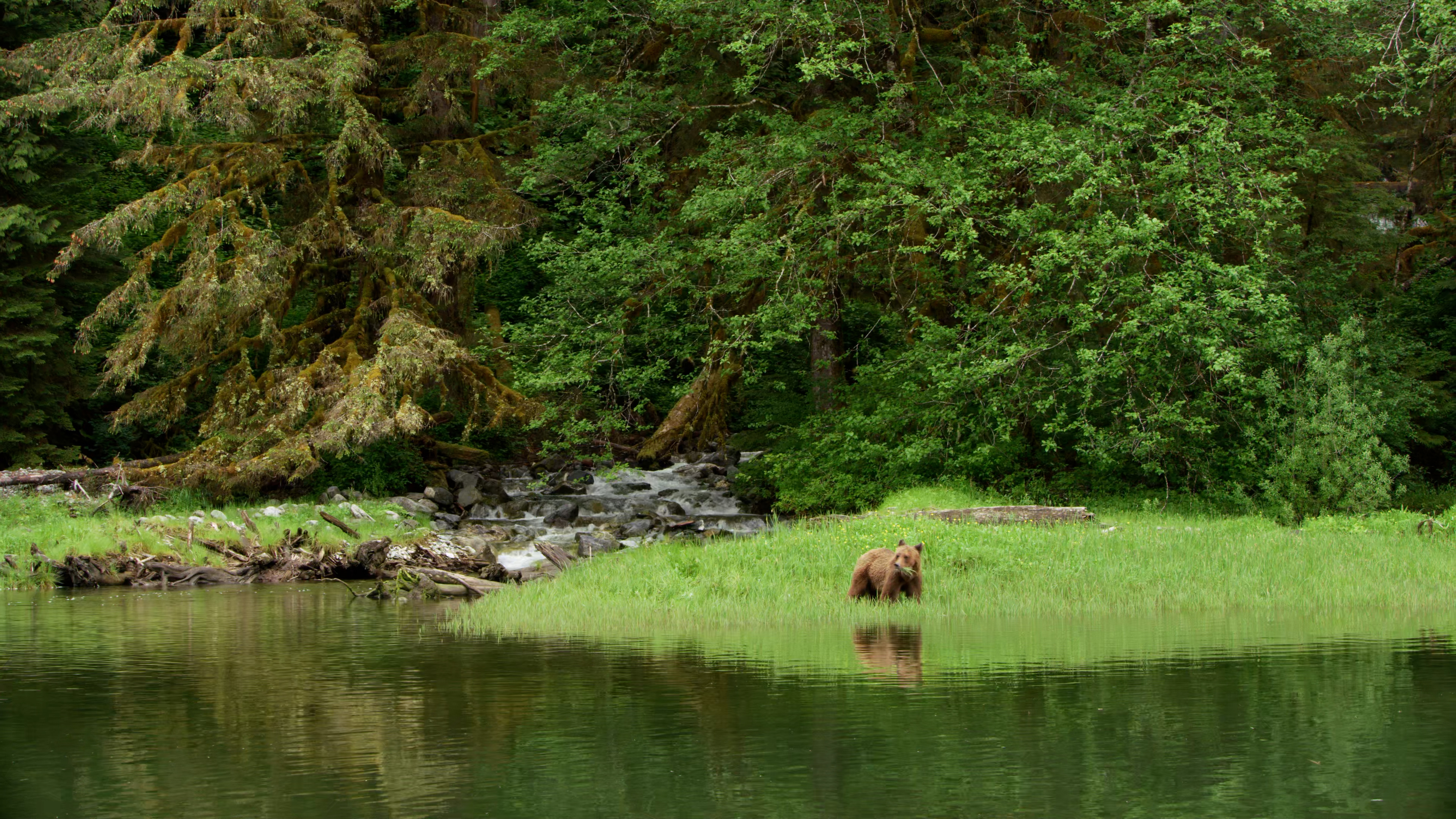 A brown grizzly bear stands on a grassy riverbank in the Great Bear Rainforest
