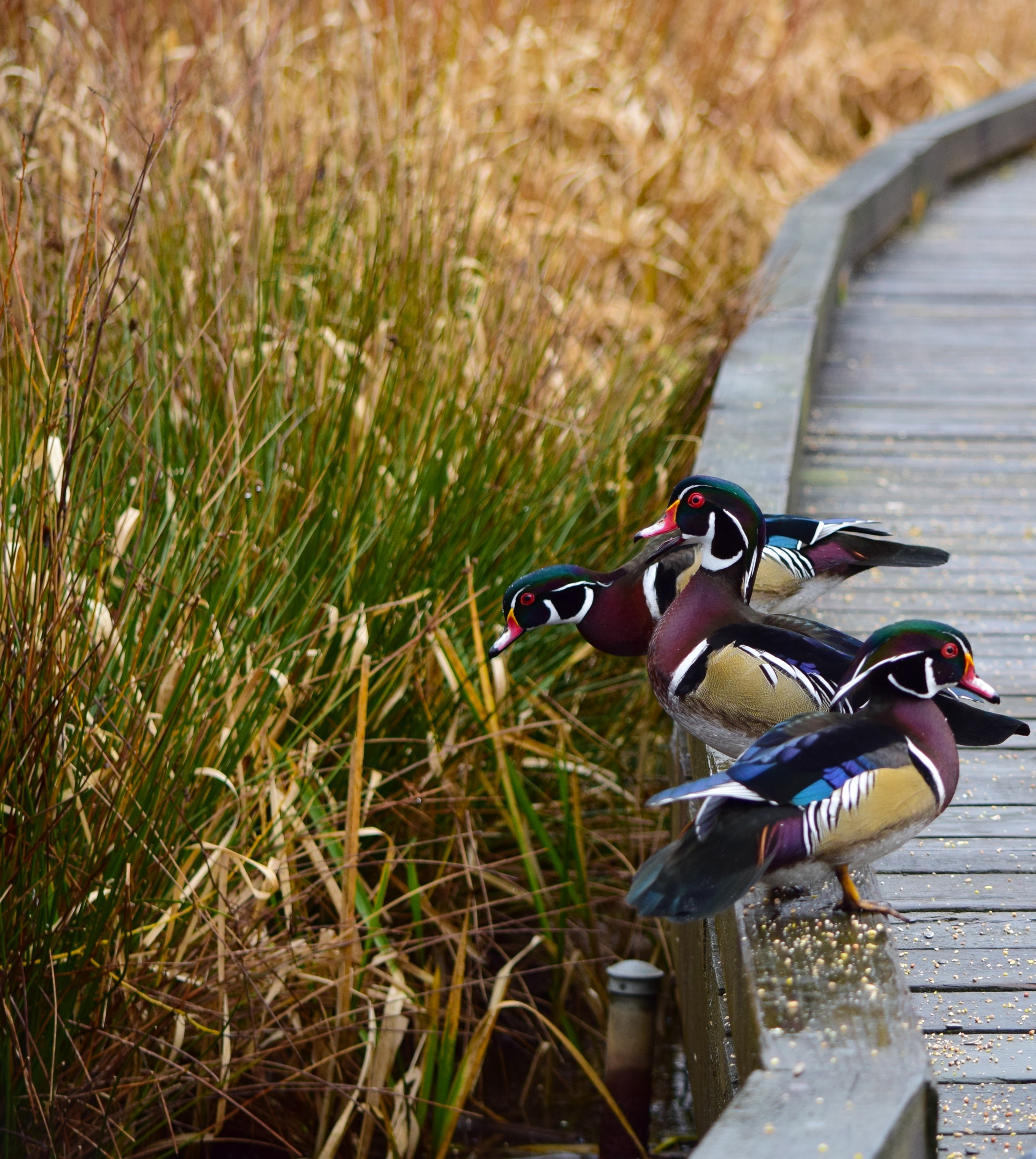Three colourful Wood Ducks in Burnaby Lake, British Columbia