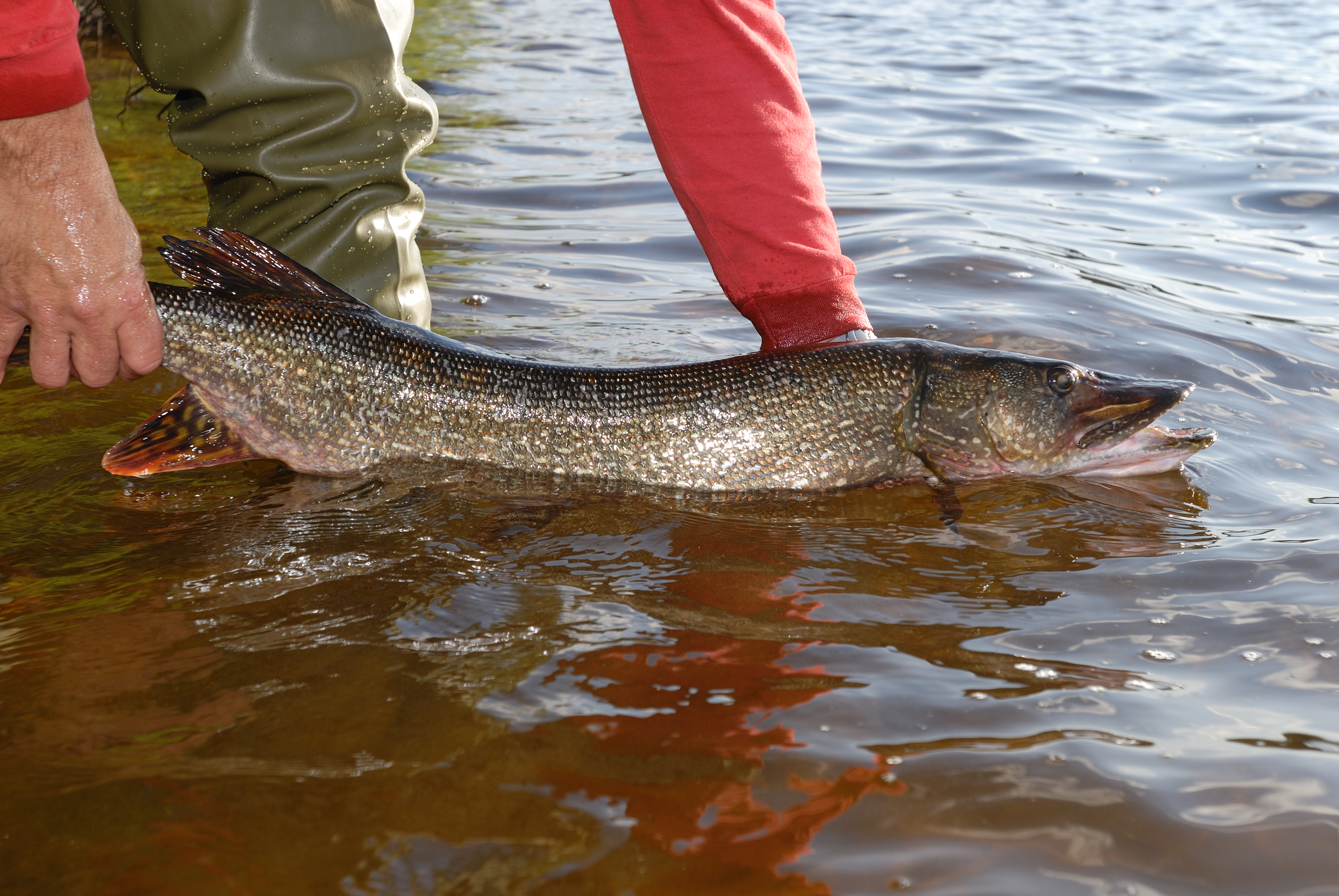 Man, wearing fishing waders, lifts pike fish partially submerged in the shallow waters of Gouin Reservoir lake located in south-central Quebec