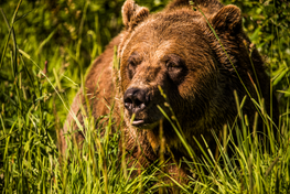 A close up crop of a grizzly bear face.