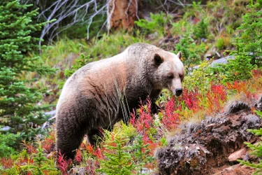 Grizzly And Wildflowers In Kananaskis Country