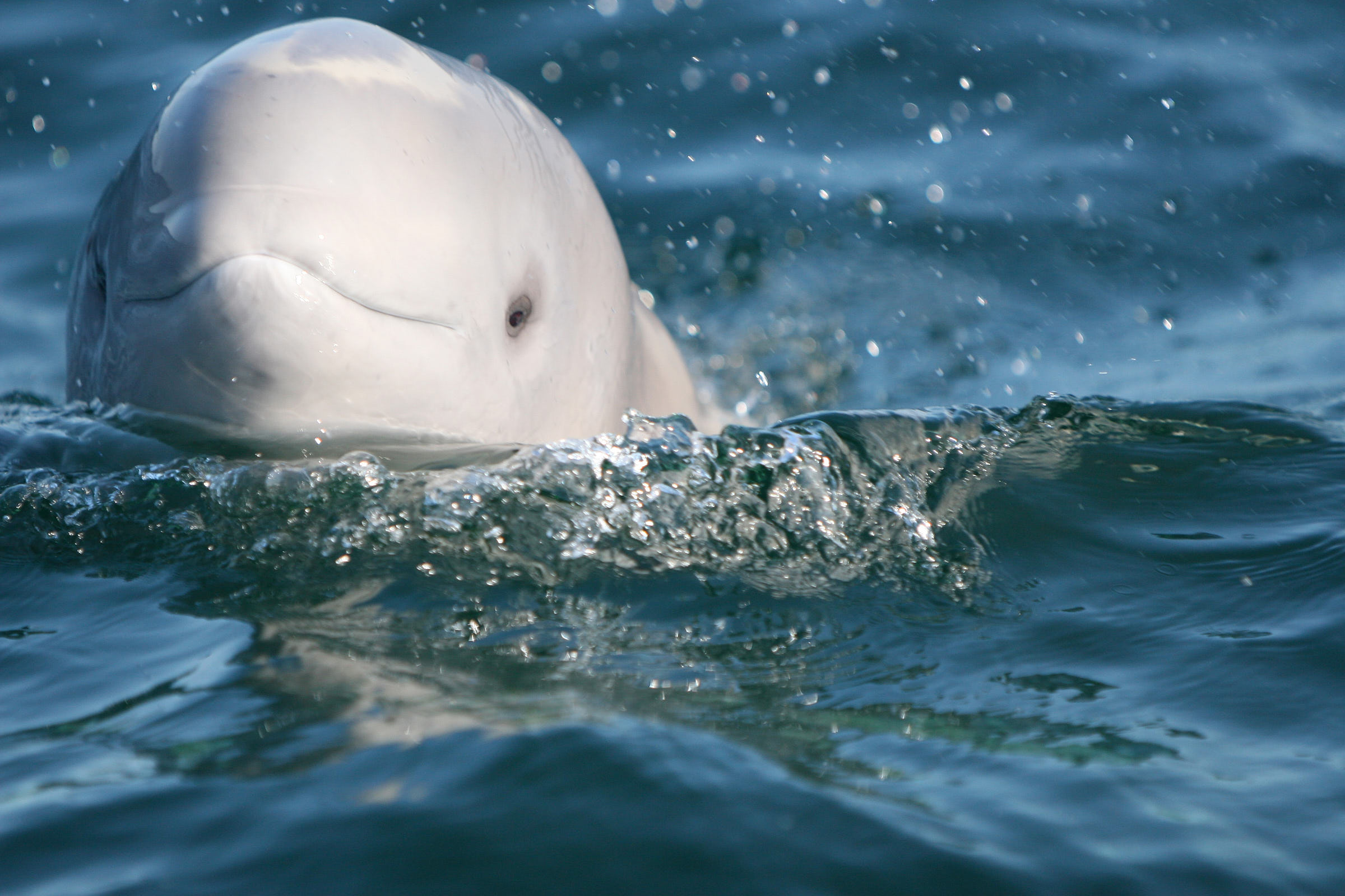 Beluga Whale  Belinda Fitzpatrick