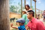 A family looks at an outdoor mandrill enclosure at the Calgary Zoo