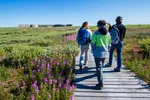 Three people walking along a boardwalk towards the Prince of Wales Fort in Churchill Manitoba