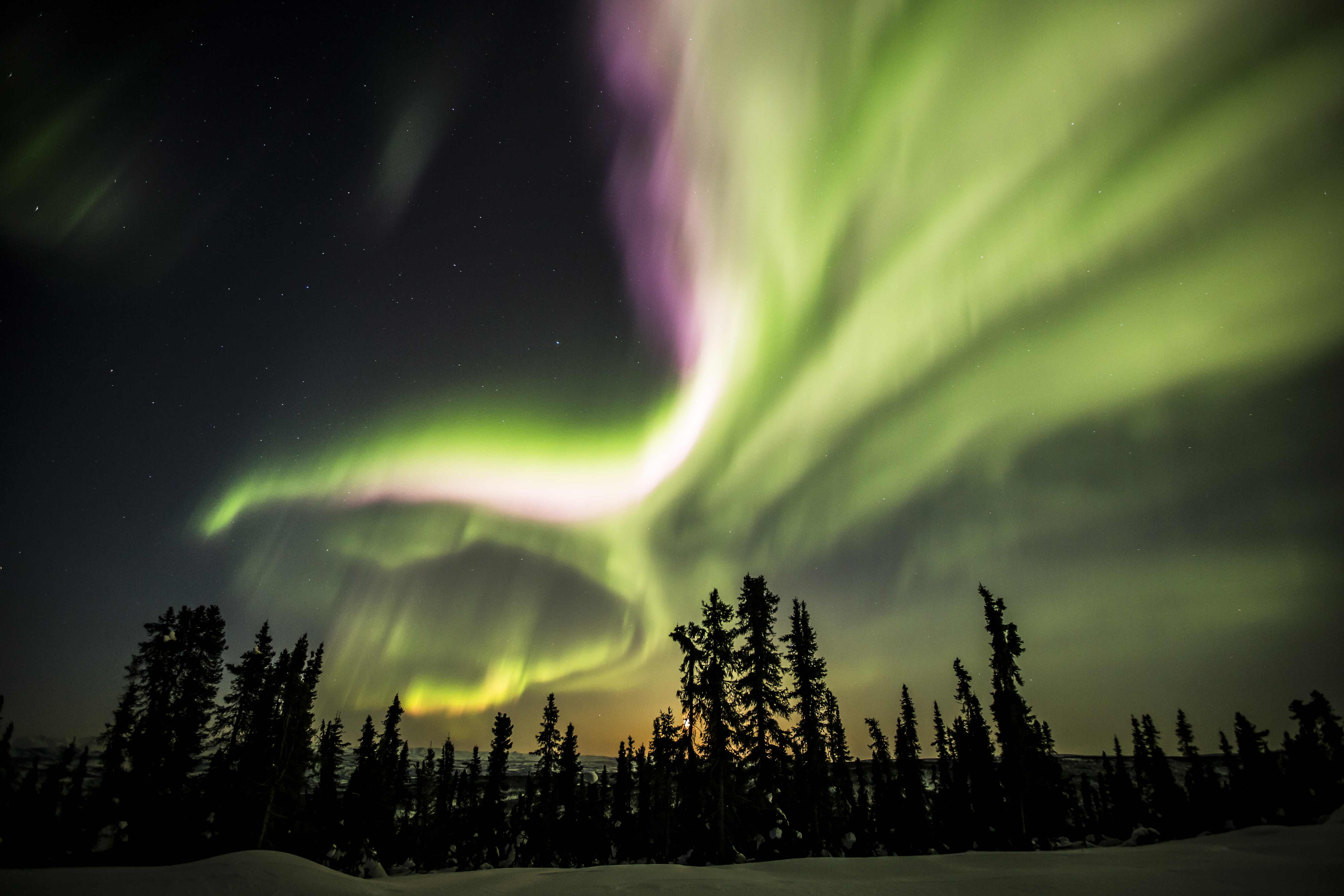 Northern Lights in the sky above the trees