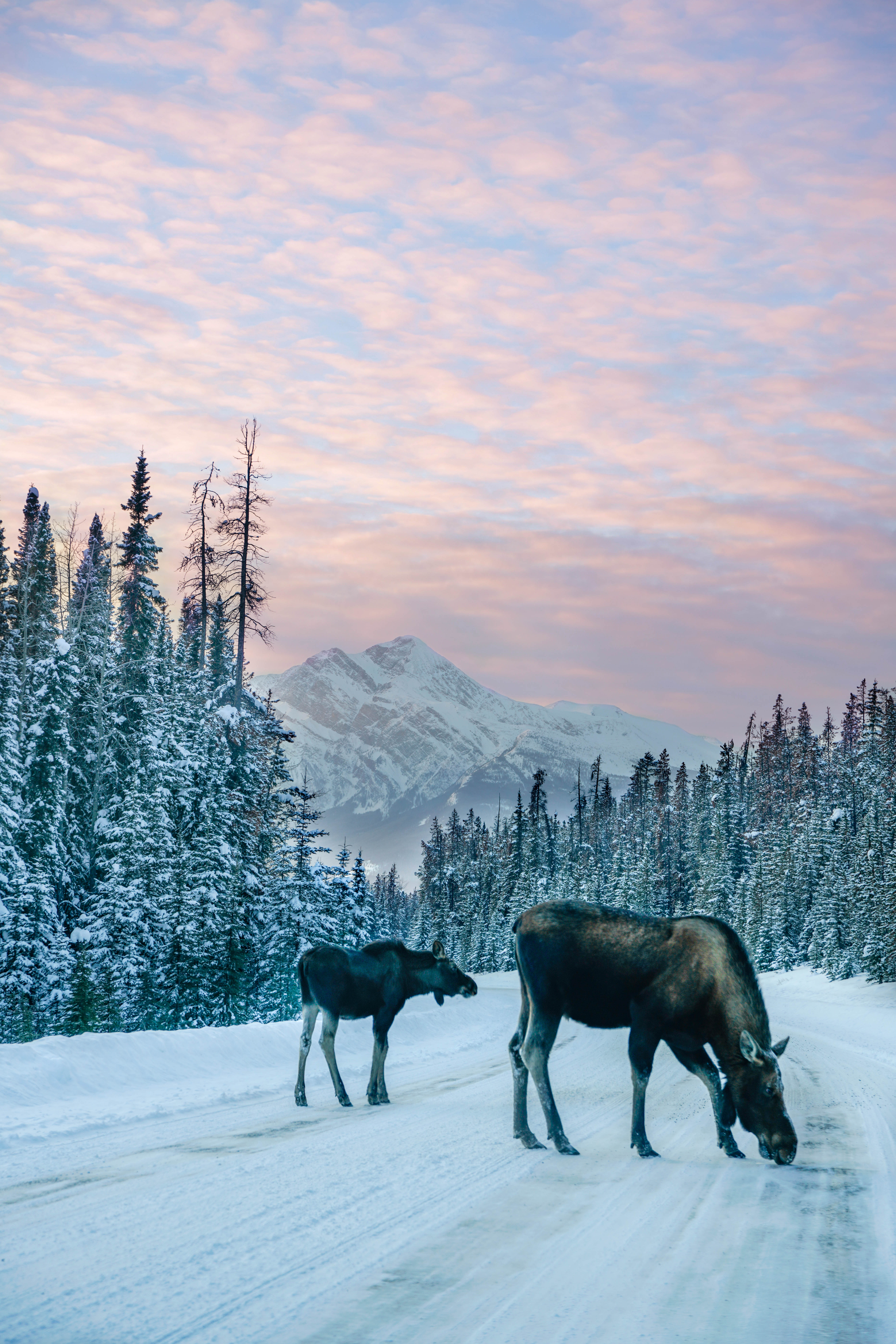 https://cdn.bfldr.com/UAHFH8T4/as/rt24g38jtscprt2j8jhn4fpw/Jasper-Canadian-Rockies-Iconic-Moose-Pyramid?auto=webp&format=png&position=3
