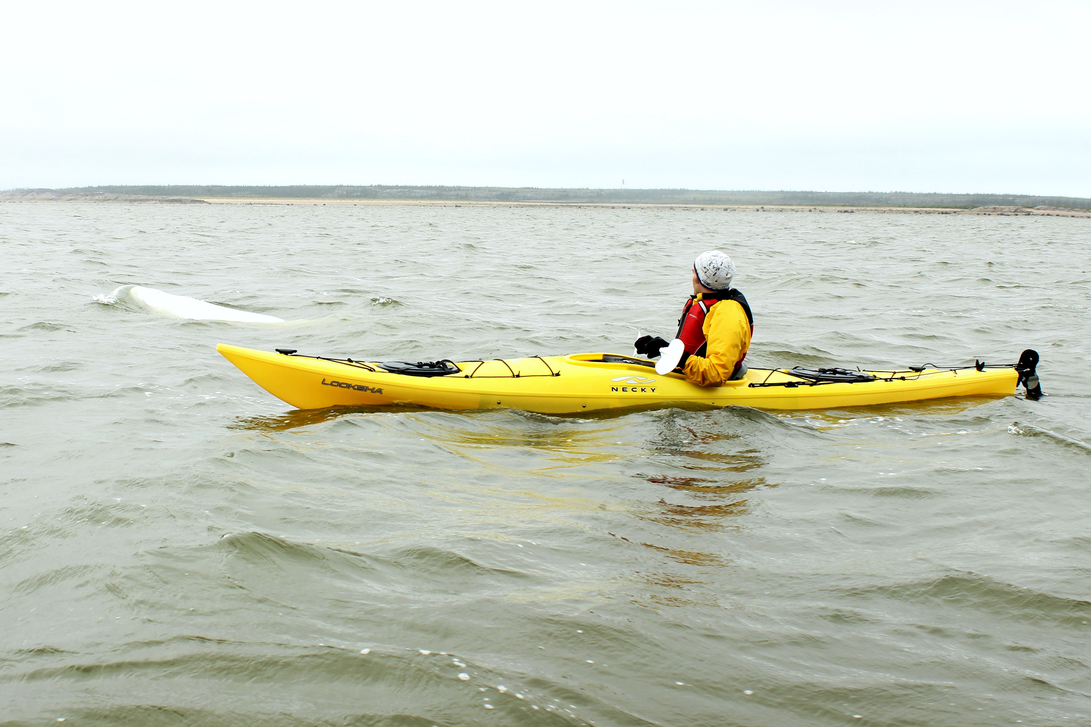 Person in a yellow kayak on the water beside a beluga whale in Churchill