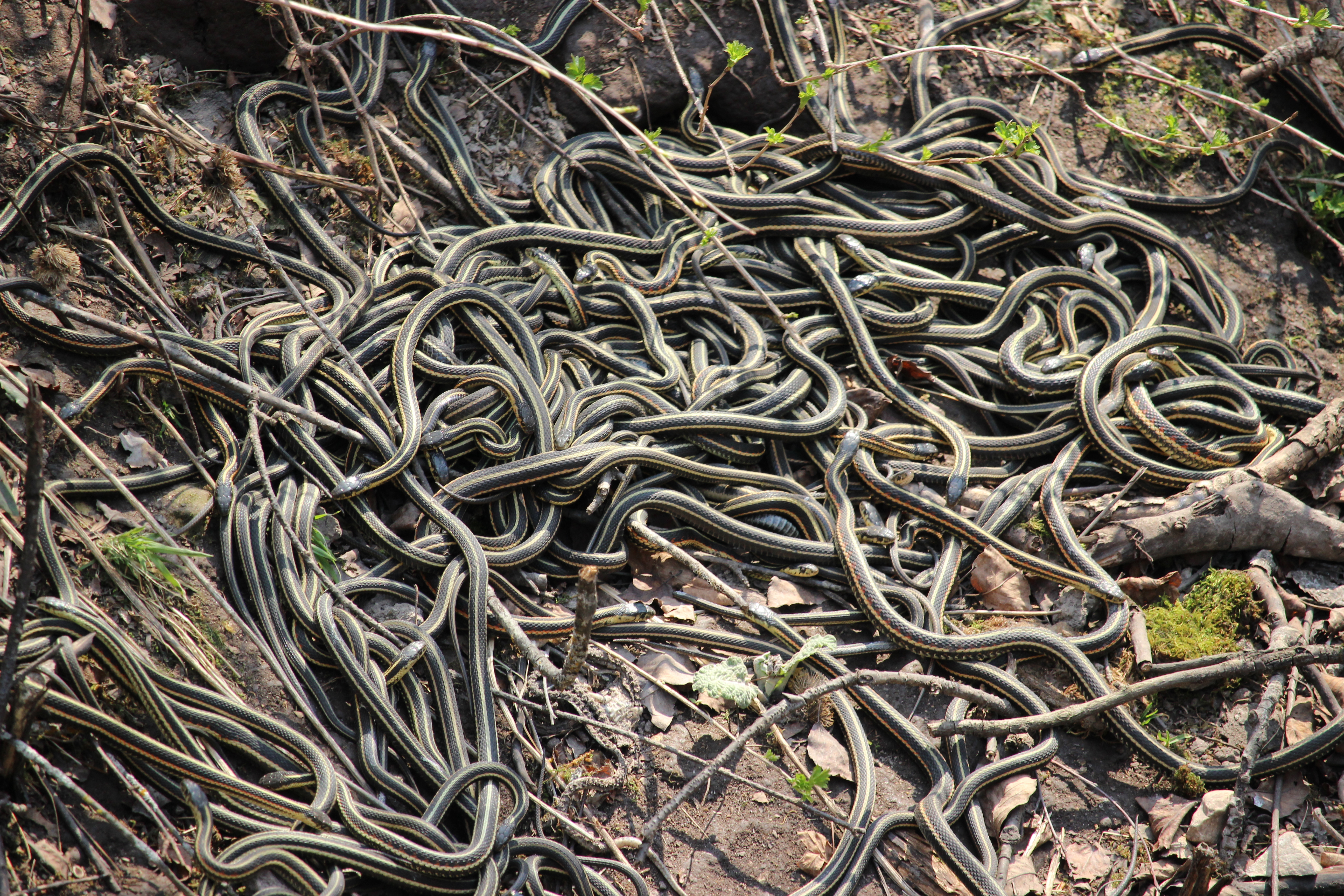 Lots of red-sided garter snakes on the ground
