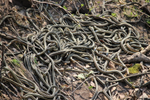 Lots of red-sided garter snakes on the ground