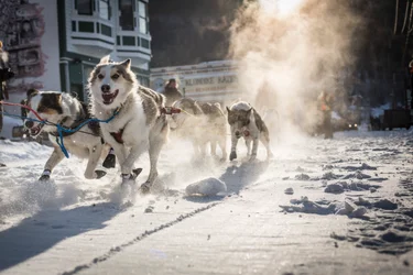 Dog sled racing in the Percy DeWolfe Memorial Mail Race