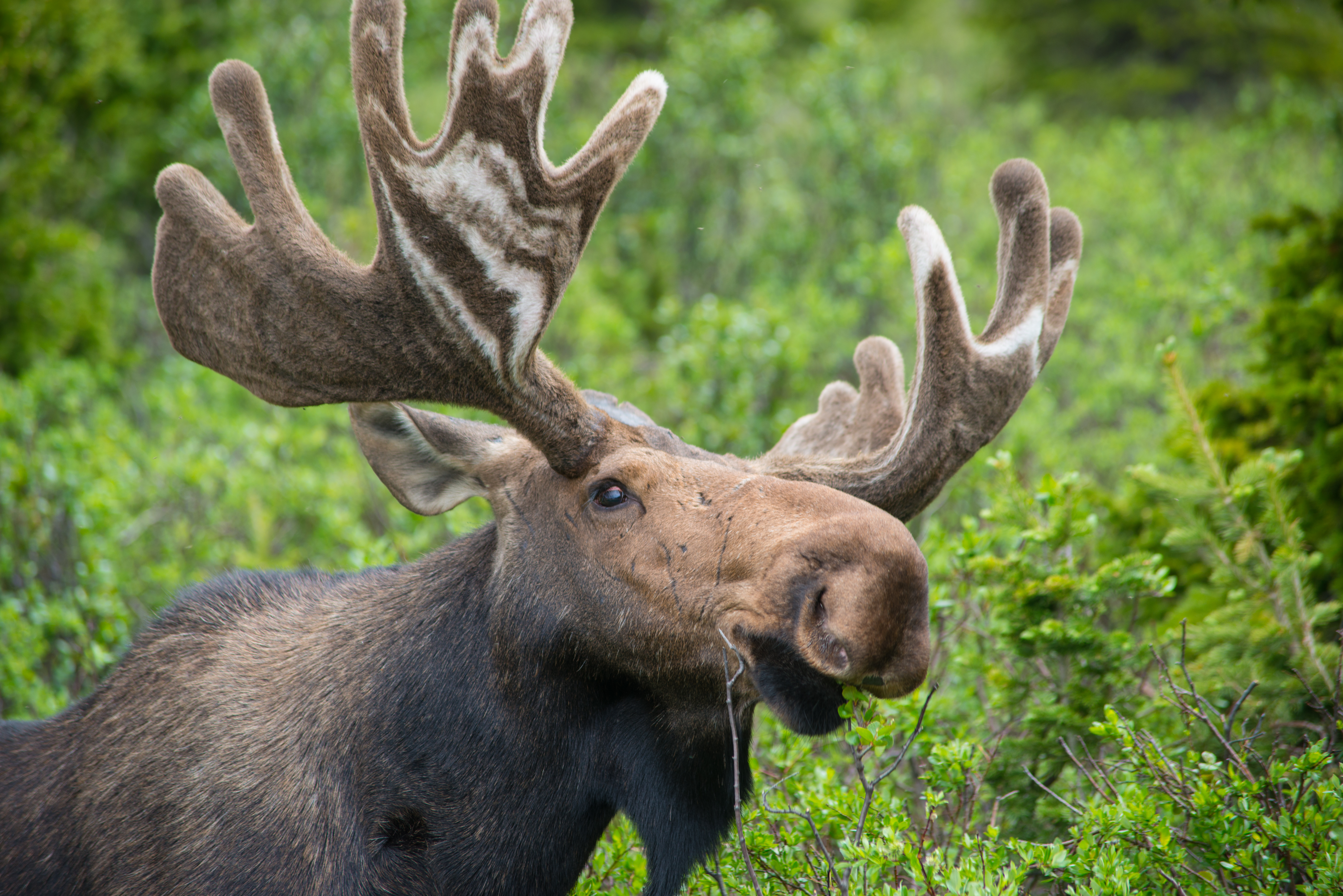 Close up of a male Moose