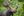 Close up shot of a moose with large antlers standing in the forest