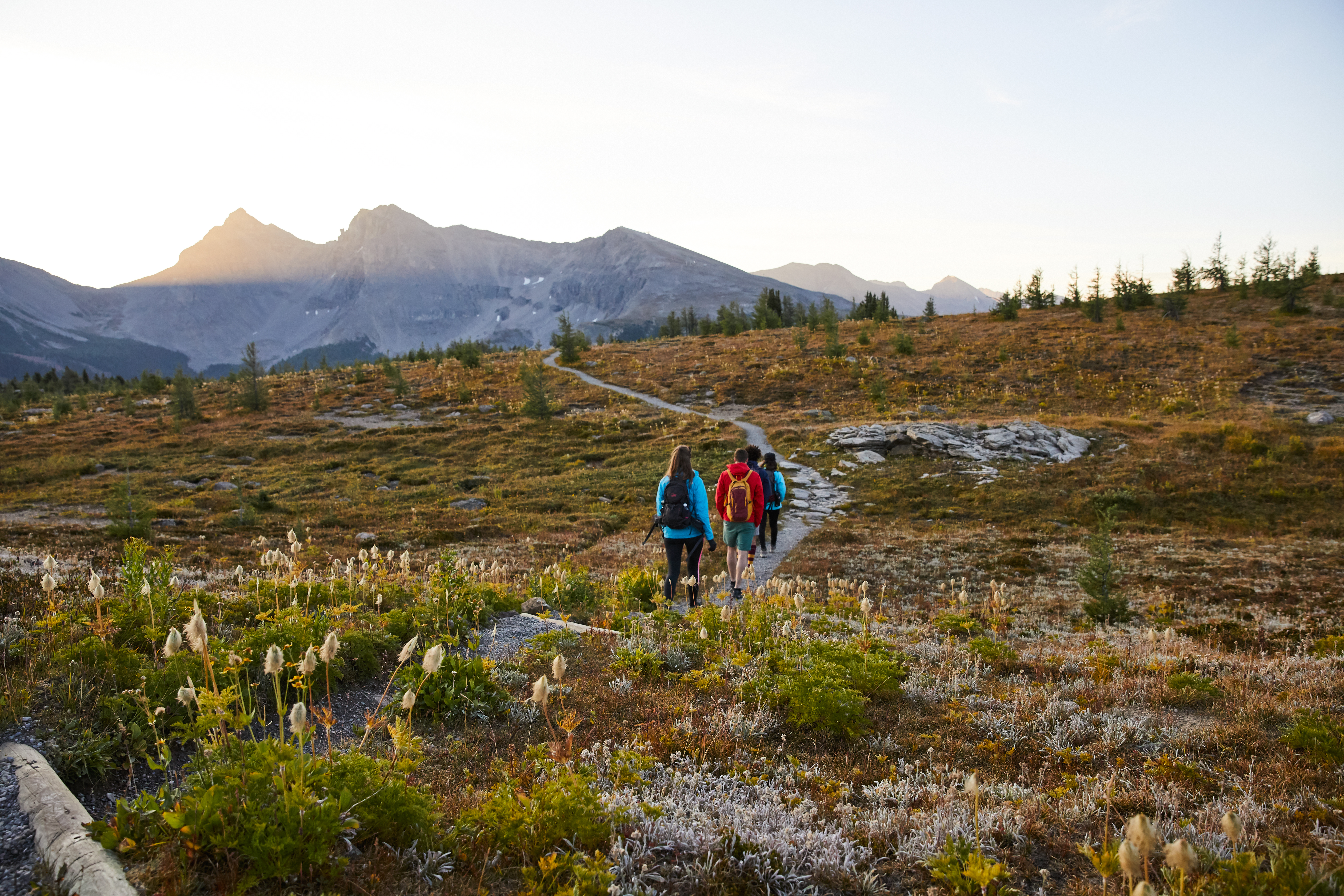 People hiking on a trail in Sunshine Meadows in Banff
