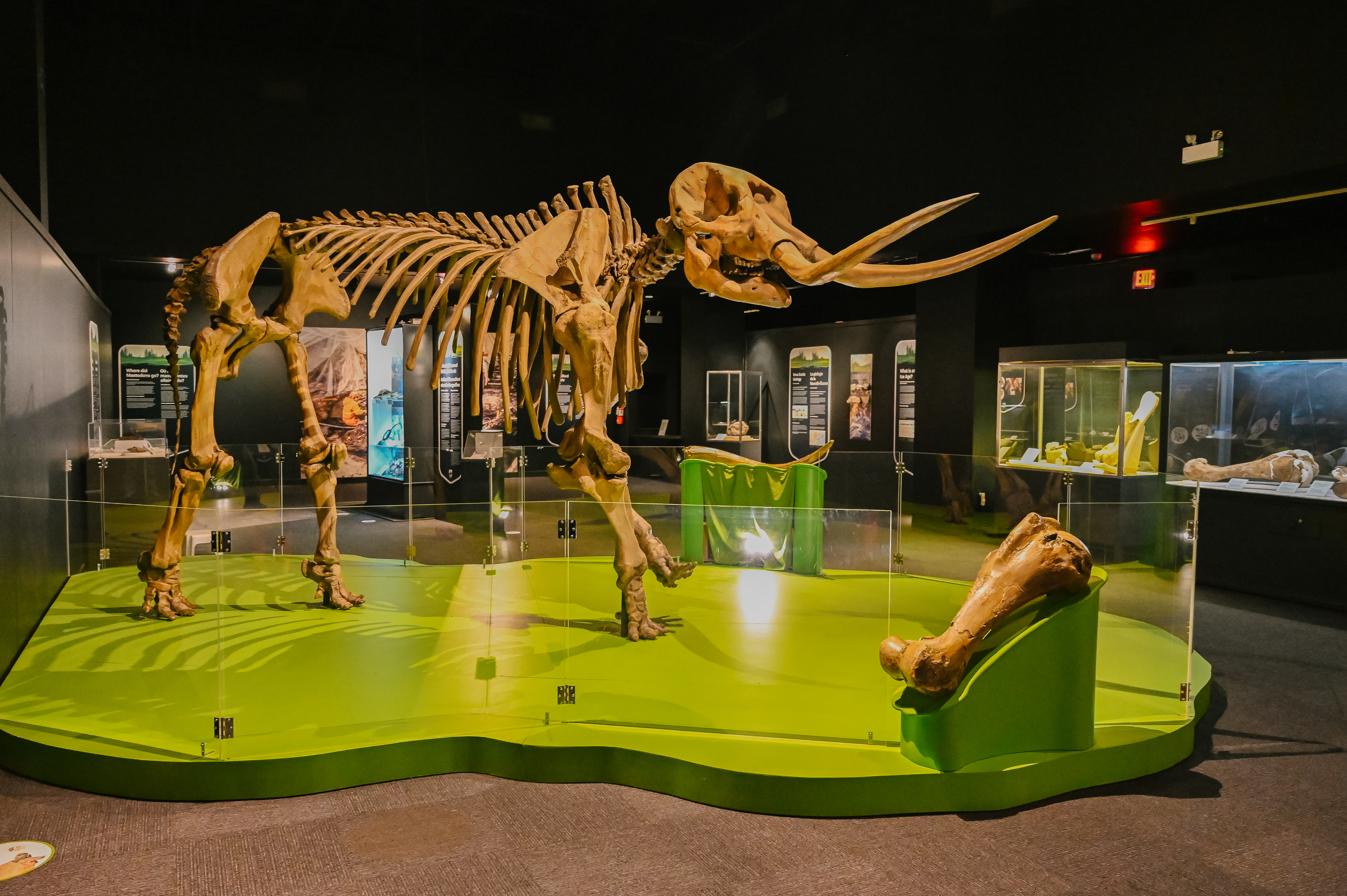 Skeleton of animal with tusks on display in museum