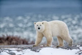 Polar bear walking on snowy mountain