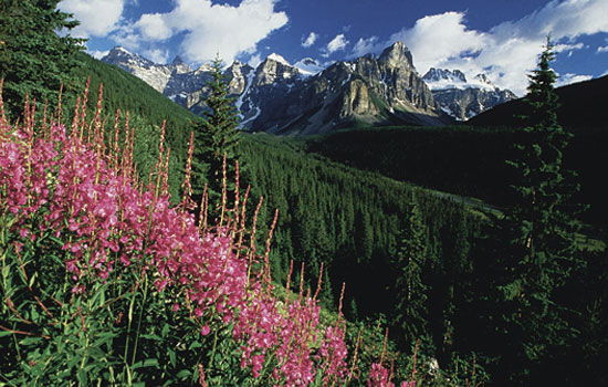 Mary review of their null trip