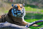 A Siberian tiger sitting in its enclosure at the Toronto zoo