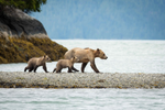A grizzly bear and two cubs walk along a rocky bank by the ocean 