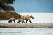 A mother grizzly and two cubs walk a long a gravel bank by the ocean