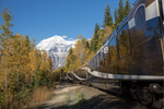 Rocky Mountaineer train travelling towards snow-capped Mount Robson, with fall foliage either side of the tracks