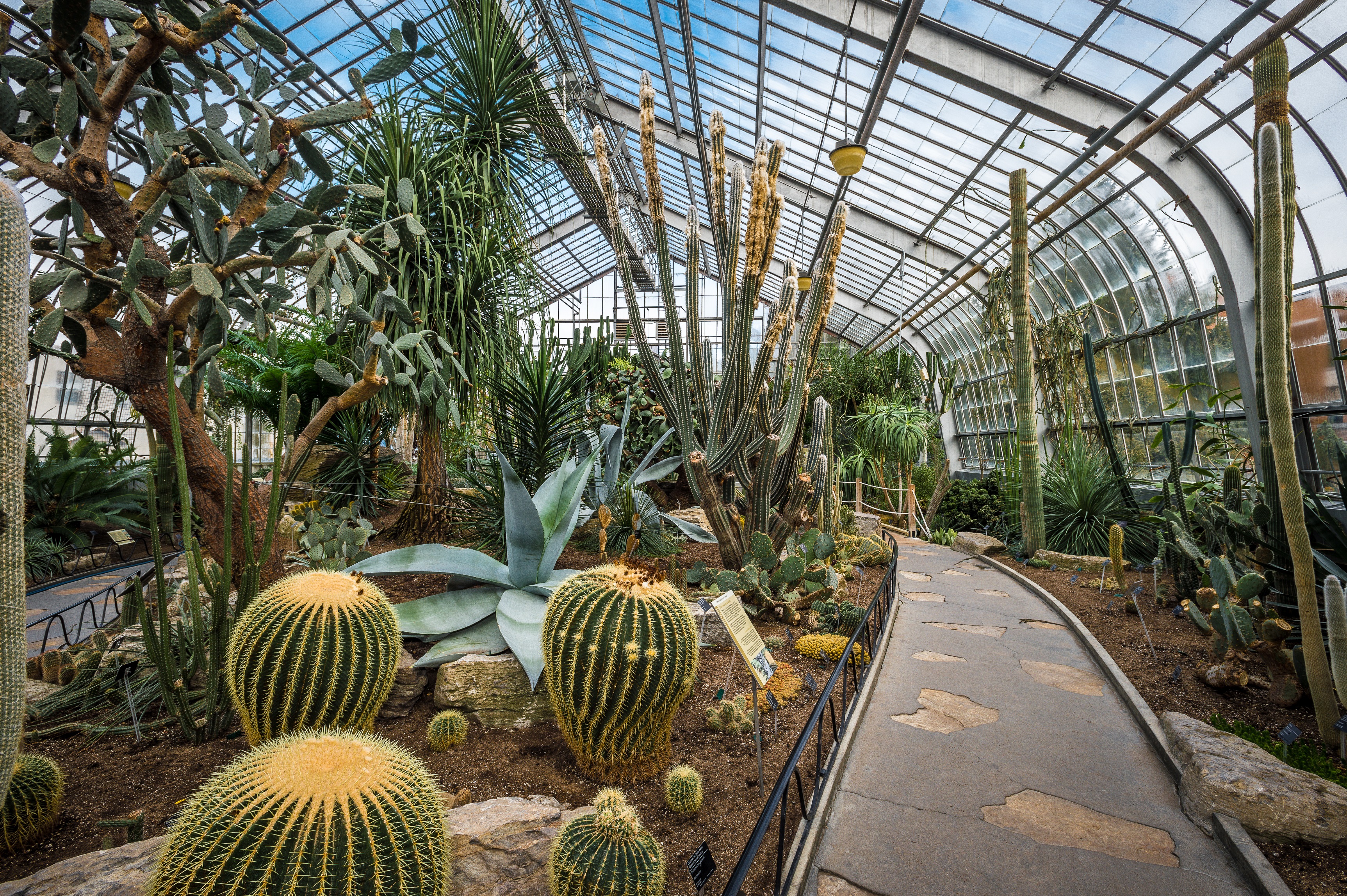 Desert plants and cacti in an indoor greenhouse at the Montreal Botanical Gardens