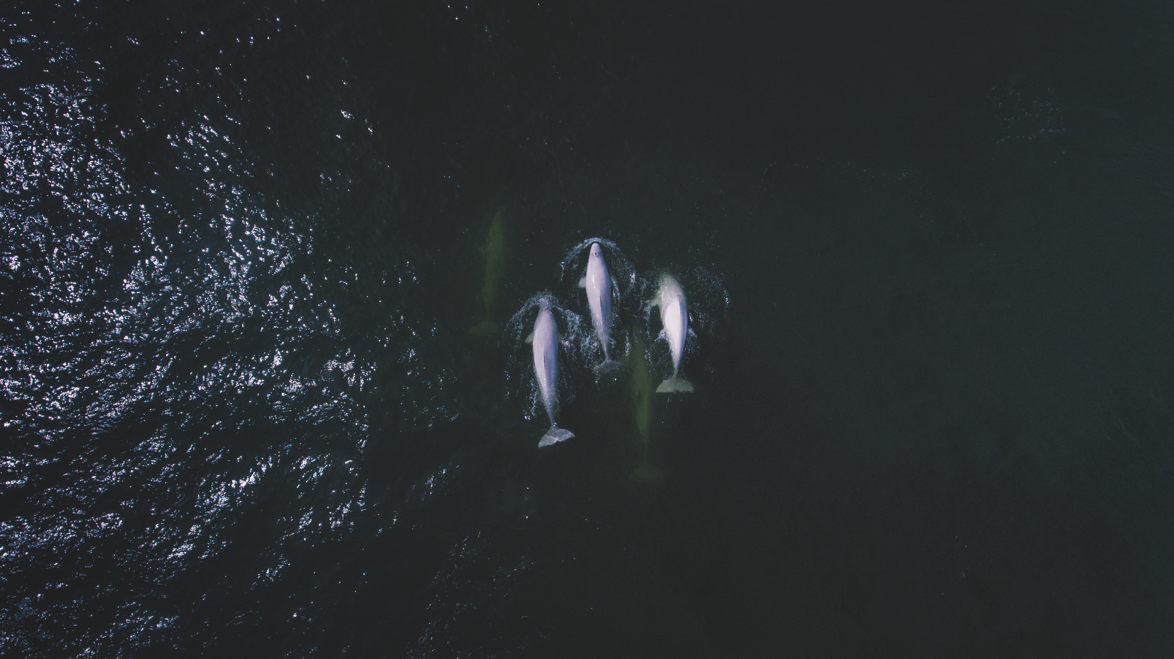 Aerial view of three beluga whales swimming in the dark ocean