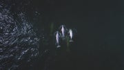 Aerial view of three beluga whales swimming in the dark ocean