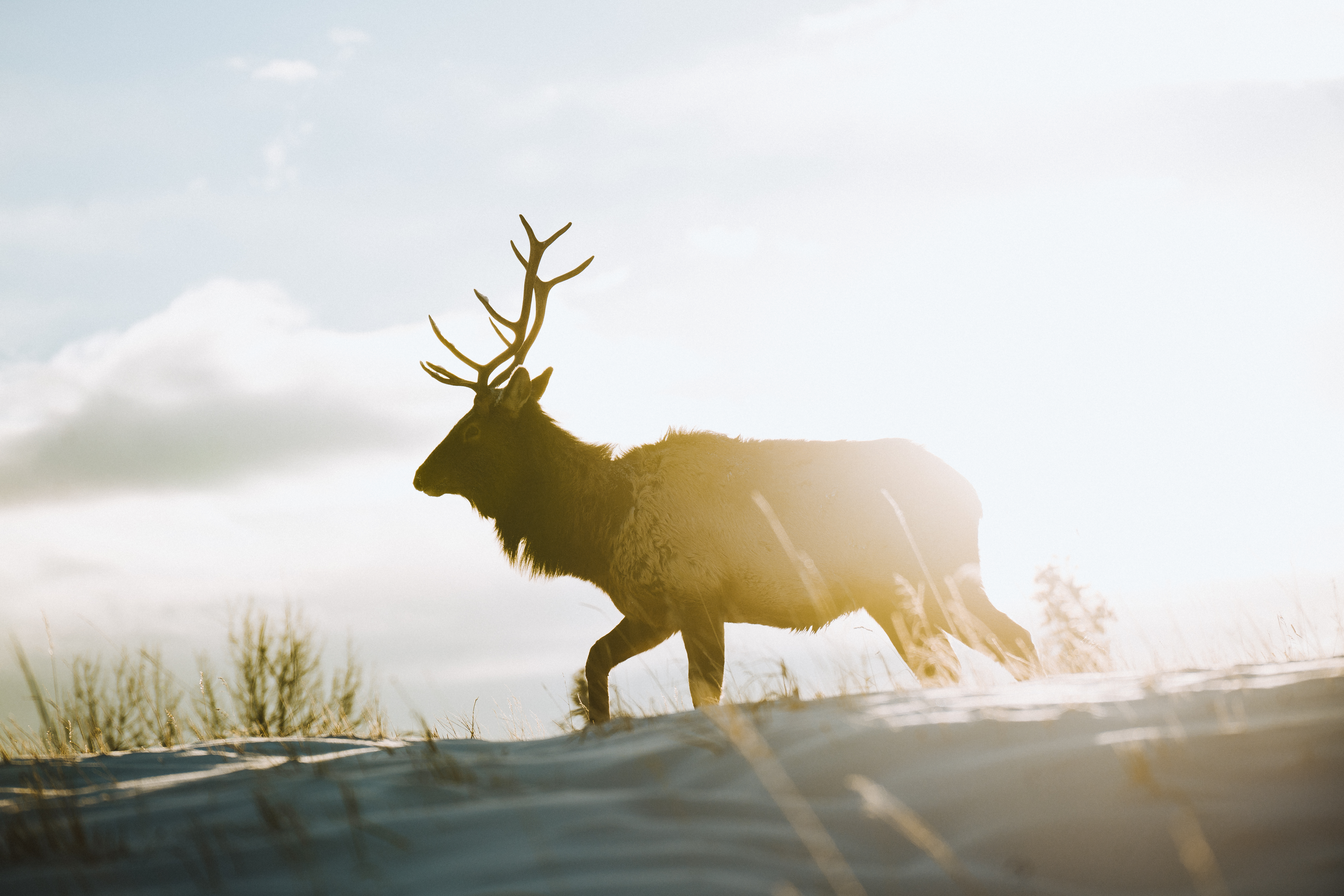 An elk buck running in the snow in the Canadian Rockies