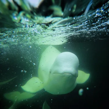 Beluga whale underwater looking at the camera