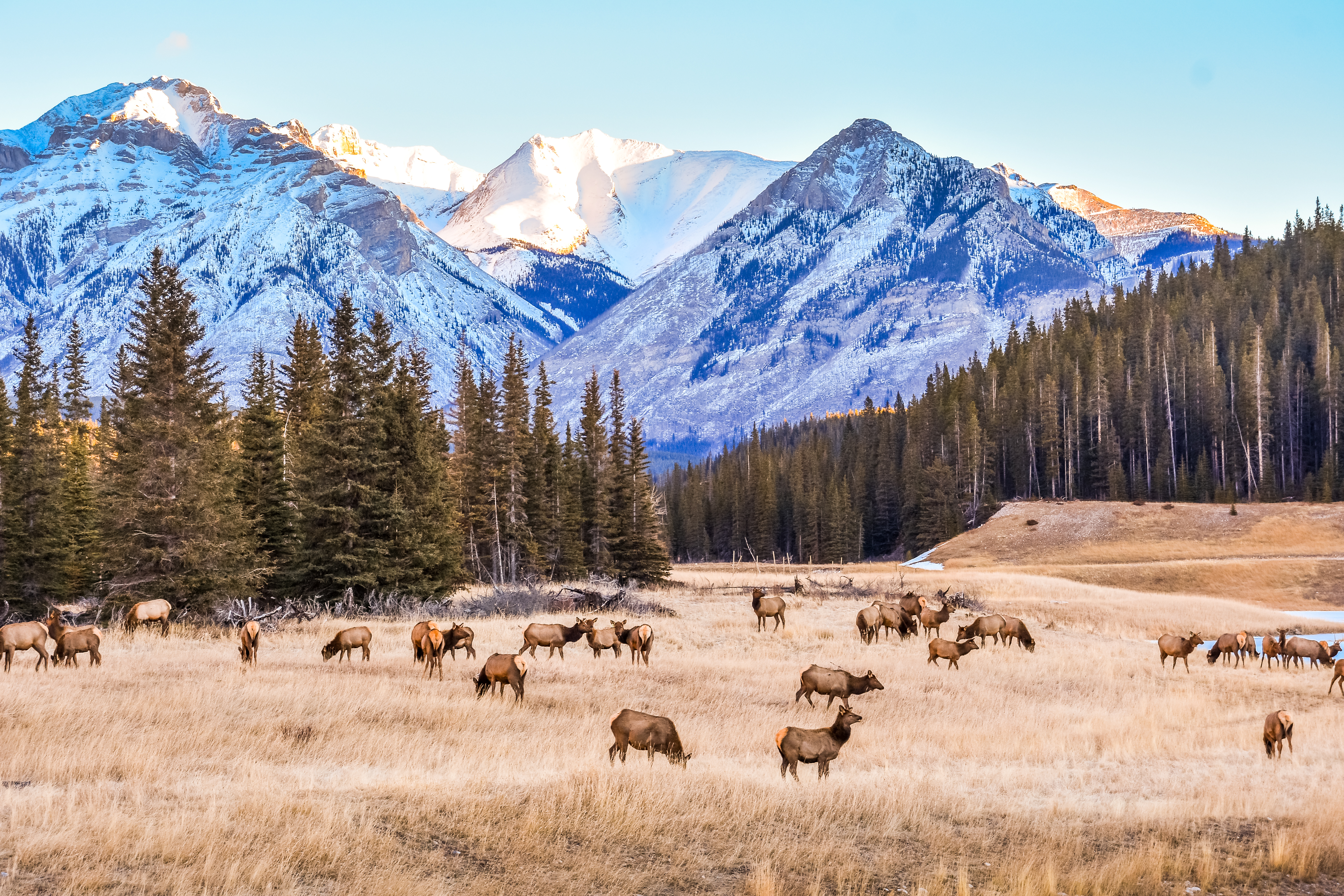 Herd of elk graze in a field with snow-covered mountains behind
