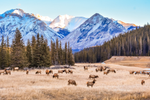 Herd of elk graze in a field with snow-covered mountains behind