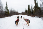 Team of dogs marching in snowy path surrounded on both sides by boreal forest trees