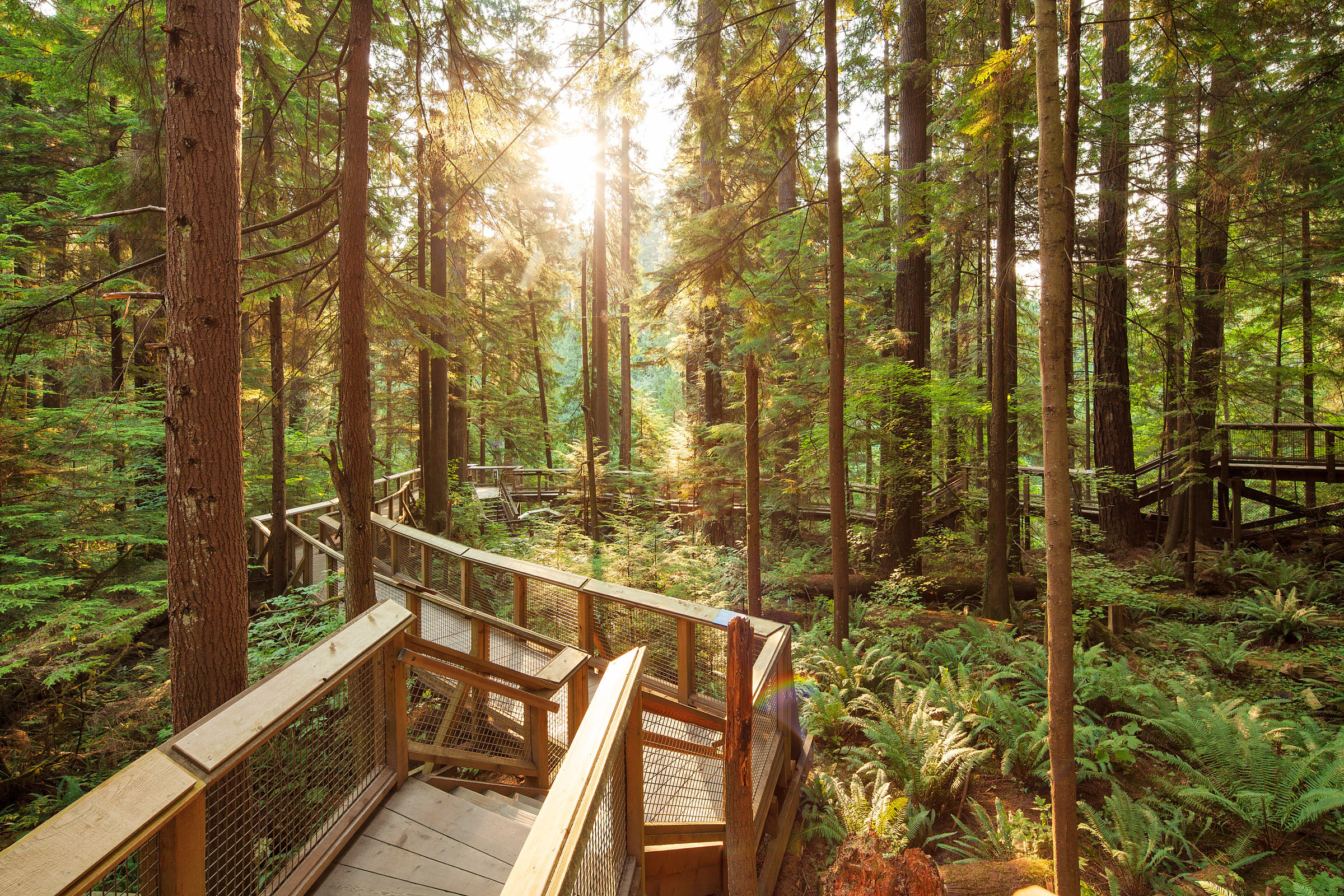 Boardwalk through the trees with the sun shining through