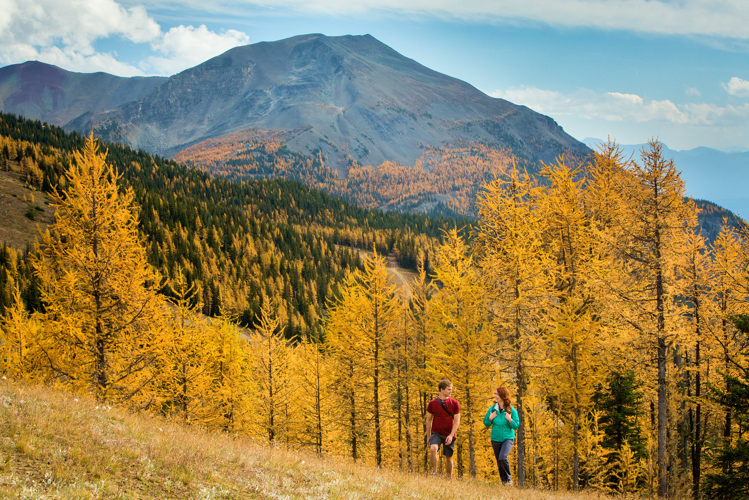 Hikers in the autumn trees in Larch Valley at Sentinel Pass in Banff National Park