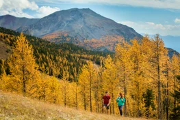 Hikers in the autumn trees in Larch Valley at Sentinel Pass in Banff National Park
