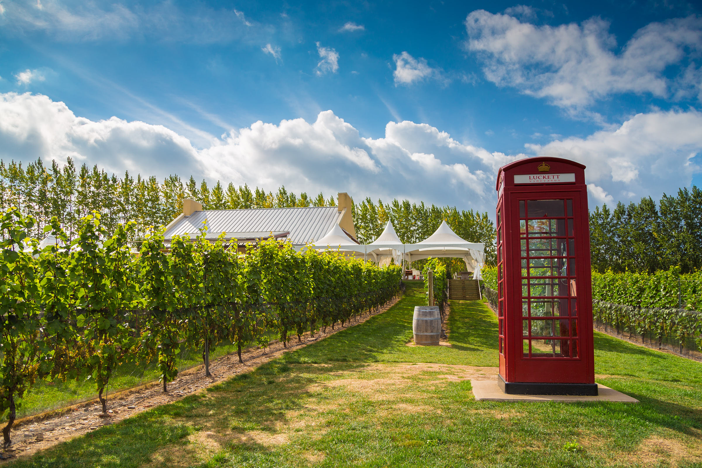 Luckett's Vineyard with a red telephone booth in the middle