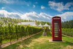 A red telephone booth in the middle of Luckett's Vineyard in Wallbrook