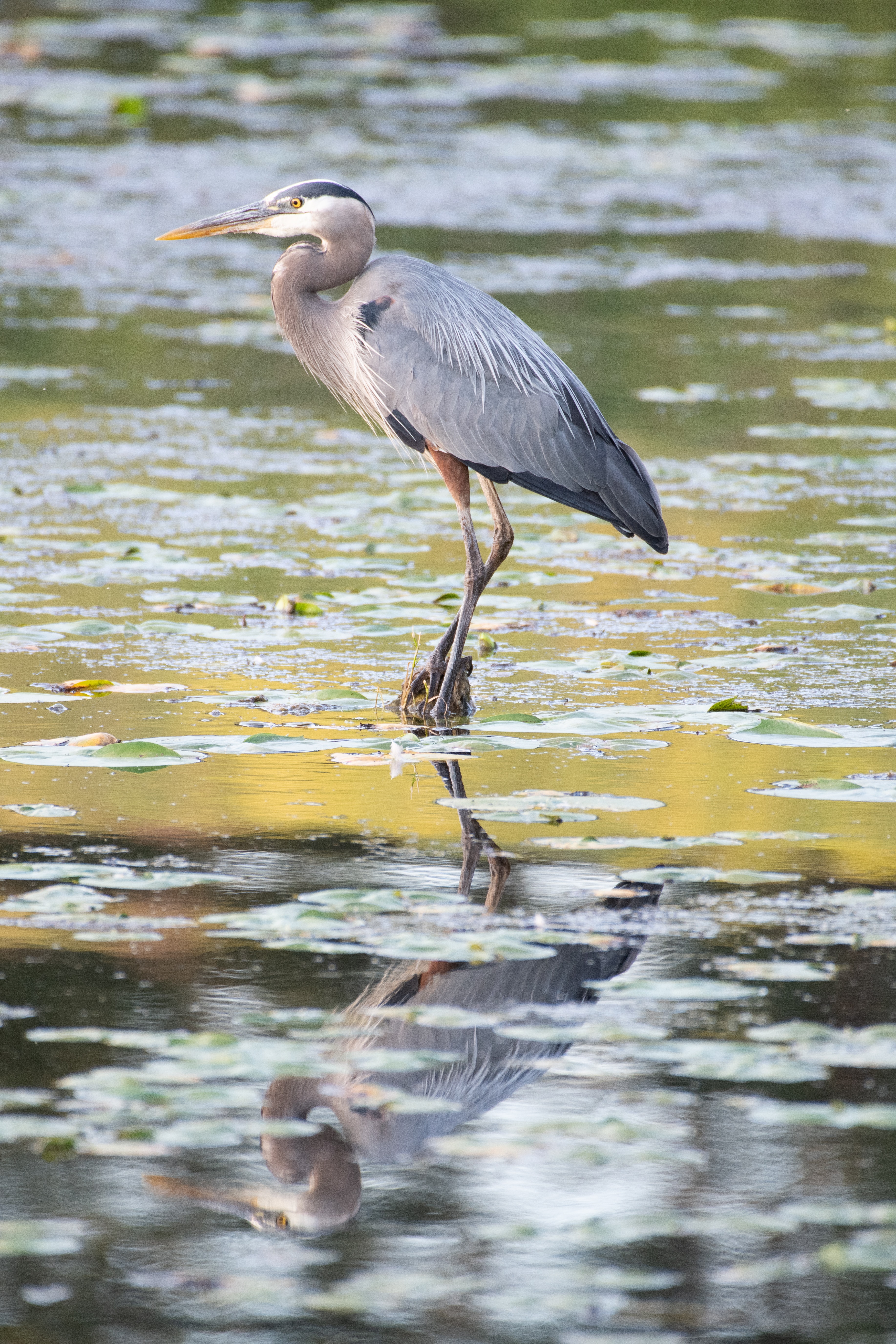 A great blue heron stands in a lake with lily pads