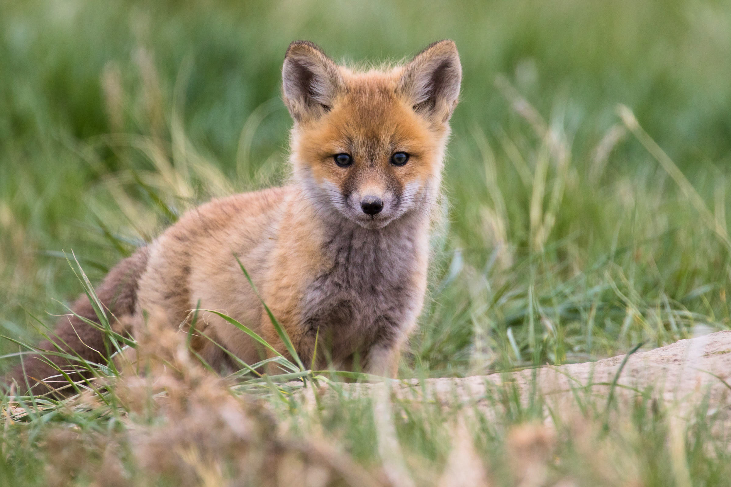 Close up shot of a baby red fox standing in long grass
