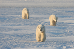 Three polar bears walk across the snow in Churchill 