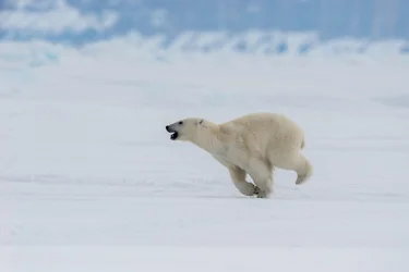 Polar bear running over the snow