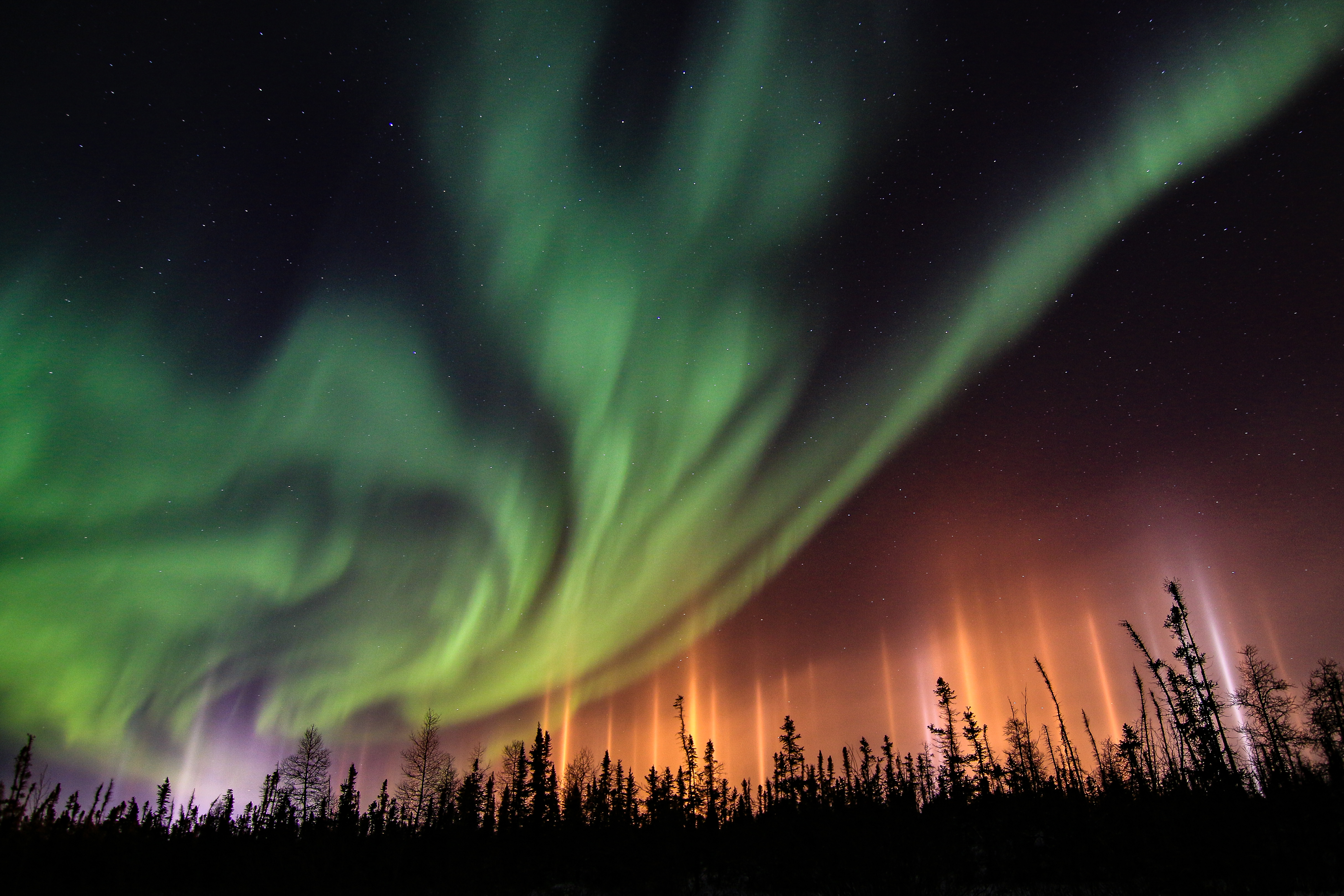 Northern Lights over a fall forest in the Northwest Territories